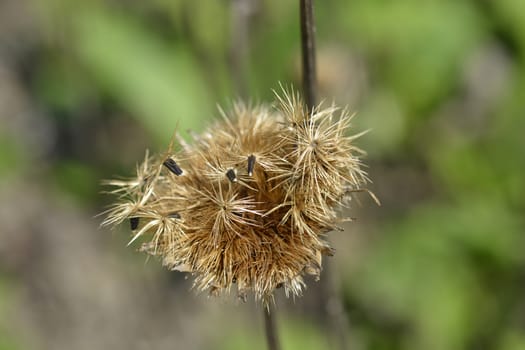 Single-flowered sawwort seed head - Latin name - Klasea lycopifolia (Serratula lycopifolia)