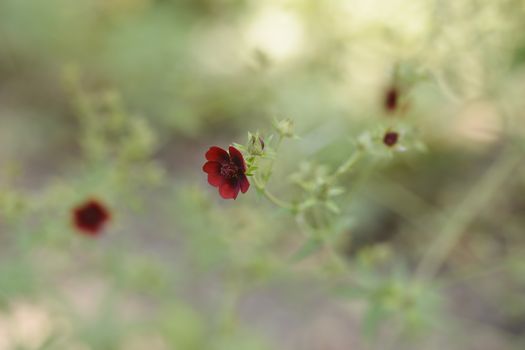 Dark Crimson Cinquefoil flower - Latin name - Potentilla atrosanguinea