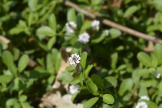 Sawtooth frogfruit - Latin name - Phyla nodiflora