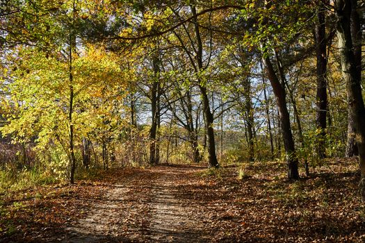 leaves on a dirt road in the woods during fall in Poland