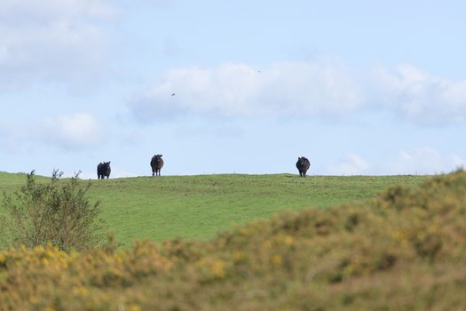 Dark black cattle stand out against the bright blue sky on a sunny summers day. Selective focus blurs the overgrown foreground and highlights the cows