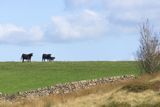 Mother, father and calf cows form an affectionate family scene on the horizon of a countryside field. Summers day, warm sunlight and adjacent meadow