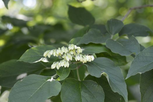 Harlequin glorybower - Latin name - Clerodendrum trichotomum