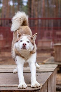 Siberian husky dog lying on a wooden house. The dog is lying, bored and resting. High quality photo