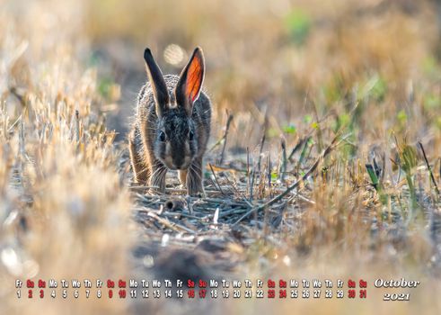 a calendar sheet for 2021 with wild living animal