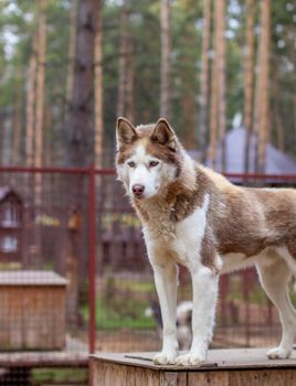 Siberian husky dog lying on a wooden house. The dog is lying, bored and resting. High quality photo