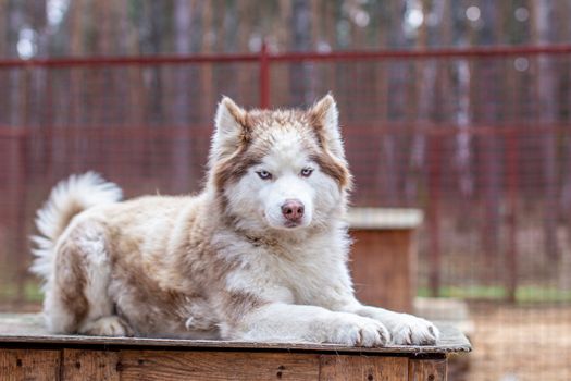 Siberian husky dog lying on a wooden house. The dog is lying, bored and resting. High quality photo