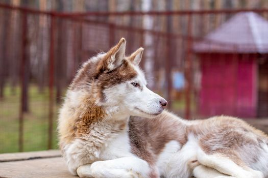 Siberian husky dog lying on a wooden house. The dog is lying, bored and resting. High quality photo