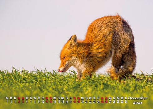 a calendar sheet for 2021 with wild living animal