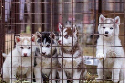 Close-up of beautiful Husky dog puppies being in a cage and looking through the cage. A lone dog in an animal shelter