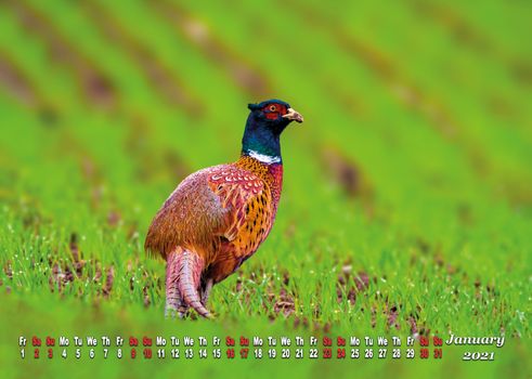 a calendar sheet for 2021 with wild living animal