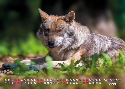 a calendar sheet for 2021 with wild living animal