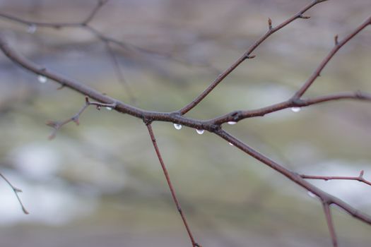 Water drops after rain on tree branches with a blurred background. Autumn trees without leaves with water drops.