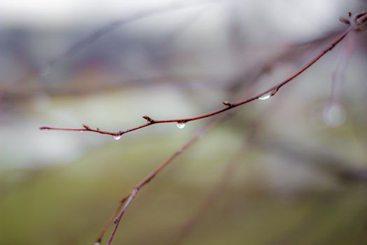 Water drops after rain on tree branches with a blurred background. Autumn trees without leaves with water drops.