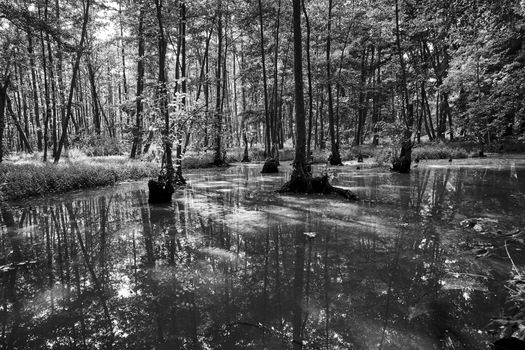 Deciduous trees growing in a marshy area in a forest in Poland, monochrome