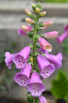 Foxglove Excelsior Hybrids - Latin name - Digitalis purpurea Excelsior Hybrids