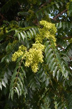 Tree of heaven - Latin name - Ailanthus altissima