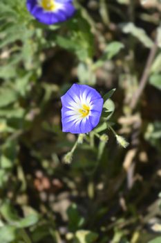 Dwarf Morning Glory Blue Ensign - Latin name - Convolvulus tricolor Blue Ensign