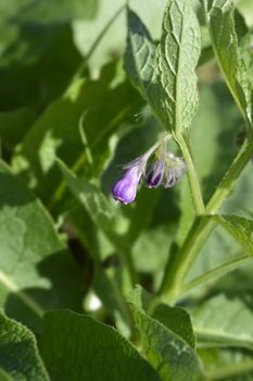 Common comfrey - Latin name - Symphytum officinale