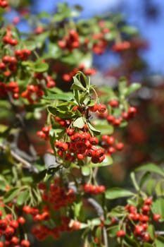 Narrow-leaf Firethorn - Latin name - Pyracantha angustifolia