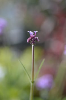 Tall vervain - Latin name - Verbena bonariensis