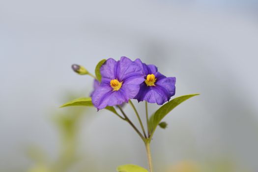 Blue potato bush flowers - Latin name - Lycianthes rantonnetii (Solanum rantonetti)