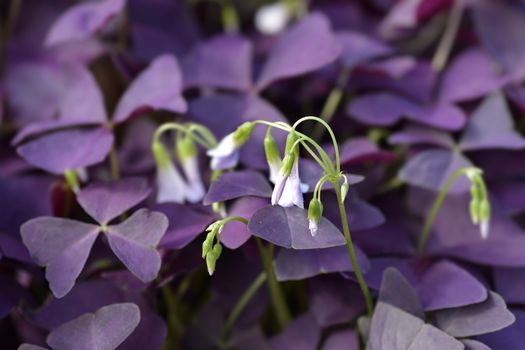 Purple shamrock Mijke - Latin name - Oxalis triangularis Mijke