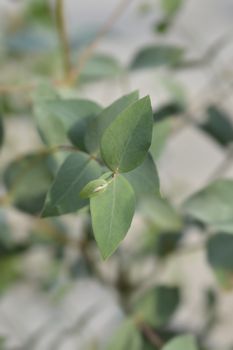 Broad-leaved ribbon gum - Latin name - Eucalyptus dalrympleana