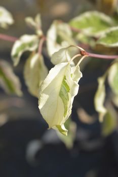 Wedding cake tree leaves - Latin name - Cornus controversa Variegata