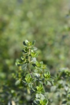 Garden thyme leaves - Latin name - Thymus vulgaris