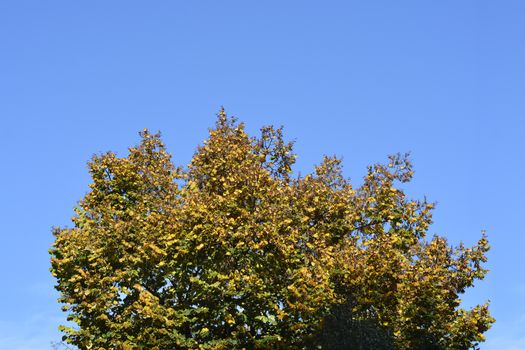 Caucasian lime tree top - Latin name - Tilia x euchlora