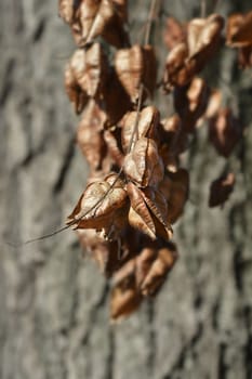 Golden rain tree branch with seed pods - Latin name - Koelreuteria paniculata