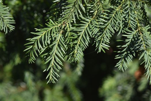 Irish Yew branches - Latin name - Taxus baccata