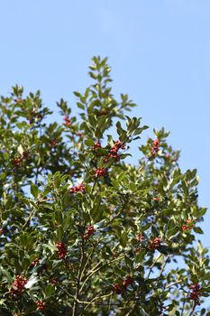 Common Holly tree top - Latin name - Ilex aquifolium