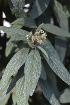 Wrinkled viburnum leaves and flower buds - Latin name - Viburnum rhyridophyllum