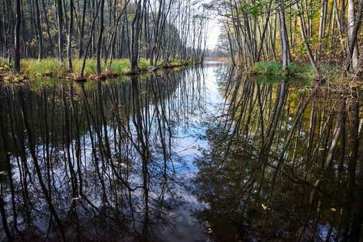 reflection of trees in the calm water of the canal during autumn in Poland
