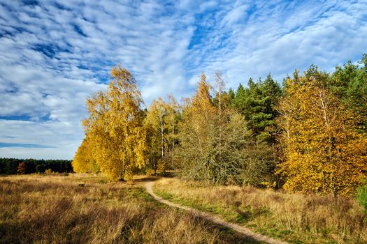 path in the meadow and birch grove during autumn in Poland