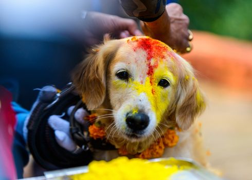 Celebrating Kukur Tihar festival in Kathmandu, Nepal. Dog with red tika and marigold garland.