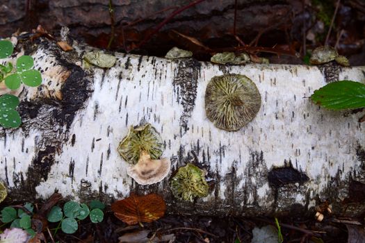 Round discs of bracket fungus on a fallen silver birch log, rotting on a forest floor