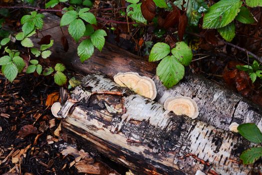 Bracket fungus growing on the side of a rotting silver birch log, surrounded by brambles and sawn wood chips