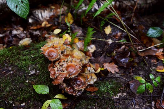 Small brown fungus grows on a wet, mossy log among bracken and fallen leaves on a damp forest floor