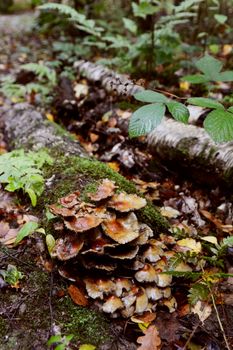 Patch of brown toadstools growing on a rotting log covered with moss, twigs and bracken on the forest floor