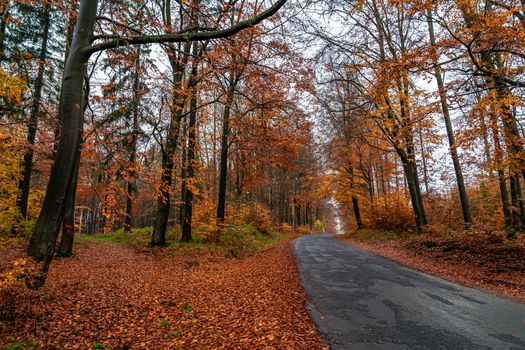 forest asphalt road in autumn forest.
