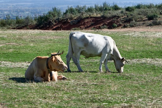 two white and orange cows grazing and resting in a meadow in the green grass