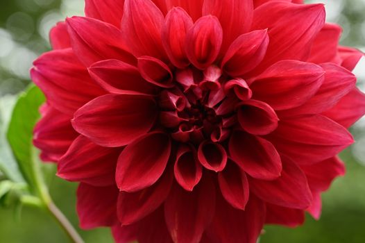 Colorful chrysanthemum flower macro shot. Chrysanthemum flower background.