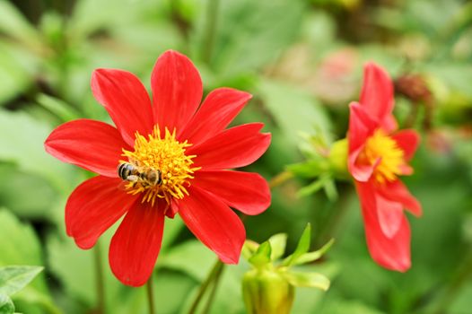 Garden flowers with honey bee on it, isolated, close-up