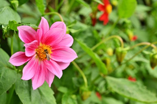 Garden flowers with honey bee on it, isolated, close-up