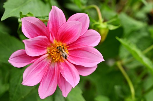 Garden flowers with honey bee on it, isolated, close-up