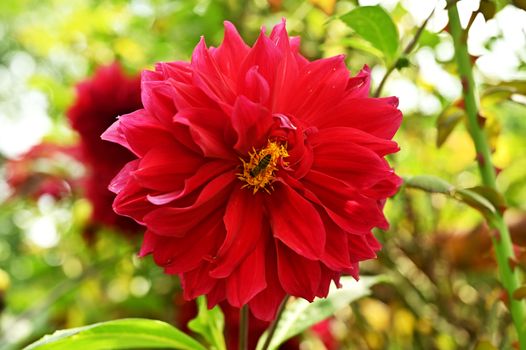 Garden flowers with honey bee on it, isolated, close-up