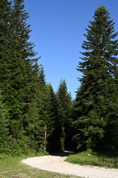 A winding macadam road through a pine forest, with clear blue sky